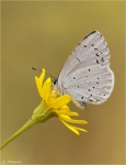 Faulbaum_Blaeuling-Celastrina_argiolus.jpg