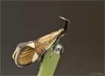 Faulholzmotte-Alabonia_geoffrella.jpg
