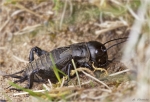Feldgrille-Gryllus_campestris-Weibchen.jpg