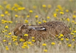 Feldhase-Lepus_europaeus-Juni_2015.jpg
