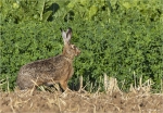 Feldhase-Lepus_europaeus.jpg