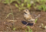 Feldlerche-Eurasian_Skylark.jpg