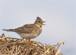 Feldlerche-eurasian_skylark-30_05_2015.jpg