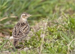Feldlerche-eurasian_skylark-Maerz_2015.jpg