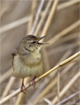Feldschwirl-grasshopper_warbler.jpg