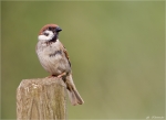 Feldsperling-eurasian_tree_sparrow-06_06_2015.jpg