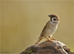 Feldsperling-eurasian_tree_sparrow-21_10_2017.jpg