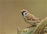 Feldsperling-eurasian_tree_sparrow-23_10_2017.jpg