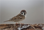 Feldsperling-eurasian_tree_sparrow.jpg