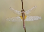 Feuerlibelle-Crocothemis_erythraea-14_06_2014.jpg