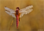 Feuerlibelle-Crocothemis_erythraea.jpg