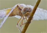 Feuerlibelle-Portrait-Crocothemis_erythraea.jpg