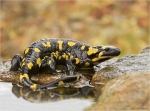 Feuersalamander-Salamandra_salamandra-Maerz_2017.jpg