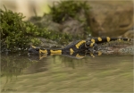 Feuersalamander-Salamandra_salamandra-am_Bach.jpg