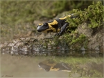 Feuersalamander-fire_salamander-20_Maerz_2017.jpg