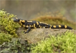 Feuersalamander-fire_salamander.jpg