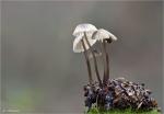 Fichten-Zapfenruebling.jpg
