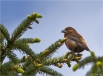 Fichtenkreuzschnabel-crossbill.jpg