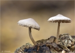 Fichtenzapfenrueblinge-etwas_aelter.jpg