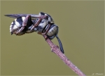 Filzbiene-Epeolus_variegatus-2014.jpg