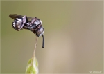 Filzbiene-Epeolus_variegatus.jpg