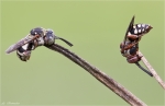 Filzbienen_am_Schlafplatz.jpg