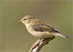 Fitis-25_09_2015-willow_warbler_.jpg
