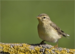 Fitis-28_09_2015-willow_warbler.jpg