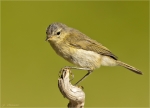 Fitis-willow_warbler-14_06_2017.jpg