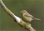 Fitis-willow_warbler-15_09_2015.jpg