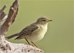 Fitis-willow_warbler-28_09_2015.jpg