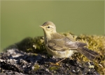 Fitis-willow_warbler-nach_einem_Bad.jpg