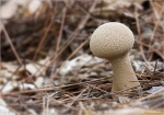 Flaschen_Staeubling-Lycoperdon_perlatum.jpg