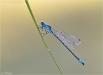 Fledermaus-Azurjungfer-Coenagrion_pulchellum.jpg