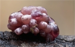 Fleischfarbener_Gallertbecher-2012.jpg