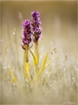 Fleischfarbenes_Knabenkraut-Dactylorhiza_incarnata.jpg