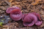 Fleischroter_Gallertbecher-Ascocoryne_sarcoides_2012.jpg