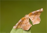 Fliederspanner-Apeira_syringaria-22_08_2016-Oberseite.jpg