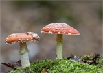 Fliegenpilz-Amanita_muscaria-Oktober_2015.jpg