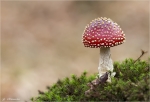 Fliegenpilz.jpg