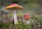 Fliegenpilze-Amanita_muscaria.jpg