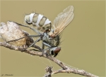 Fliegentoeter-Entomophthora_muscae-06_04_2017.jpg