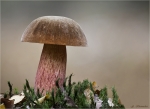 Flockenstieliger_Hexenroehrling-Neoboletus_luridiformis.jpg