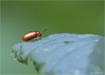 Flohkaefer-Alticinae.jpg