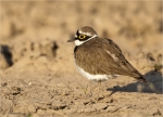 Flussregenpfeifer-Charadrius_dubius-06_04_2020.jpg