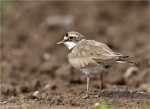 Flussregenpfeifer-little_ringed_plover-Juni_2015.jpg