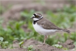 Flussregenpfeifer-little_ringed_plover.jpg