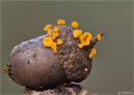 Fruchtschalen_Becherling-Hymenoscyphus_fructigenus-September_2014.jpg