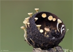 Fruchtschalen_Becherling-Hymenoscyphus_fructigenus.jpg