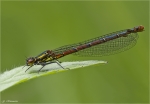 Fruehe_Adonisjungfer-Pyrrhosoma_nymphula.jpg